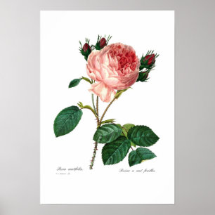 Poster Centifolia de Rosa