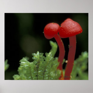 Póster Central America, Panama, Chiriqui Province, 2