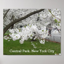 Central Park New York Blossoming Tree em Primavera