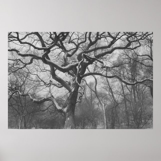 Poster Central Park, NYC (Frente)