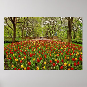 Póster Central Park NYC das tulipas