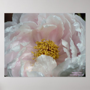 Póster Centro da Flor de Peony Rosa Macro