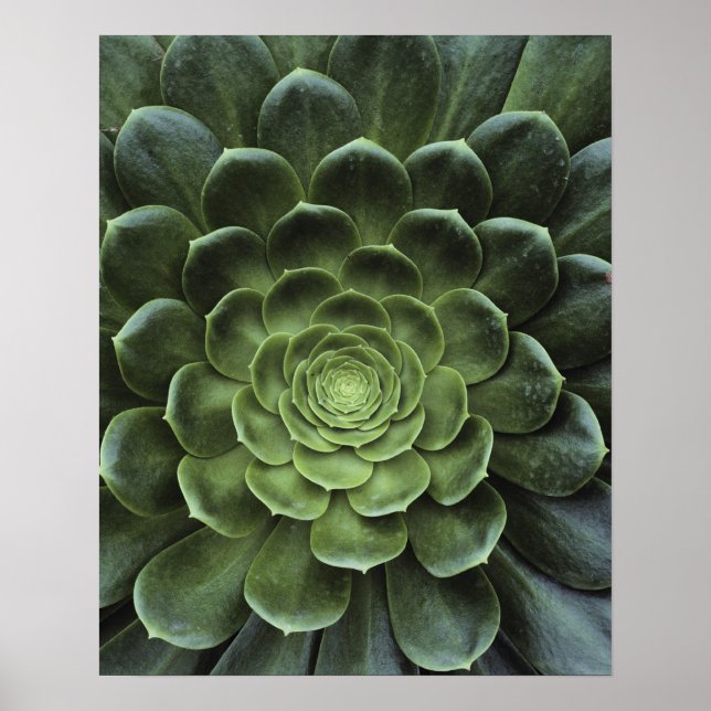 Póster Centro de Cactus (Frente)