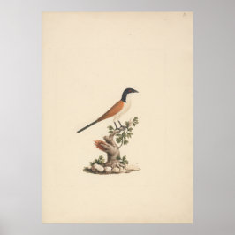 Poster Centropus monachus (Blue-Headed Coucal)