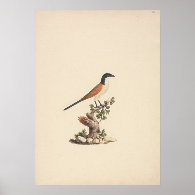 Poster Centropus monachus (Blue-Headed Coucal) (Frente)