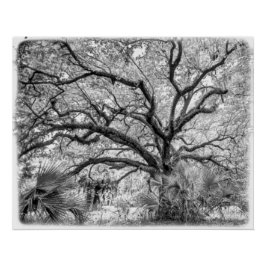 Póster "Century Oak" Arte de Parede Preto e Branco