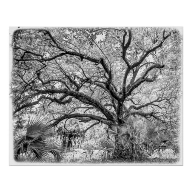 Póster "Century Oak" Arte de Parede Preto e Branco  (Frente)