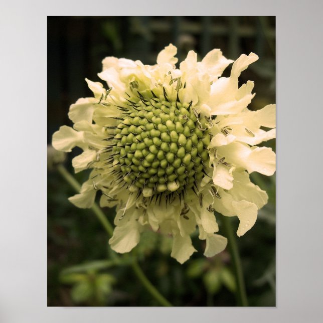 Poster Cephalaria Floral (Frente)