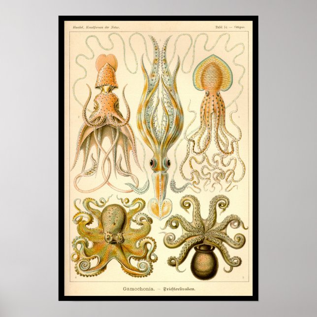 Poster Cephalopota Octopus Natureza Marinha Lula (Frente)