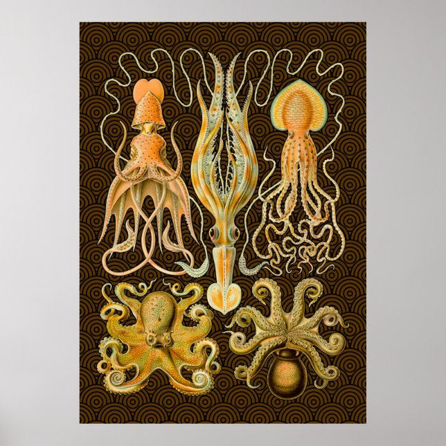 Póster Cephalopota Octopus Natureza Marinha Lula (Frente)