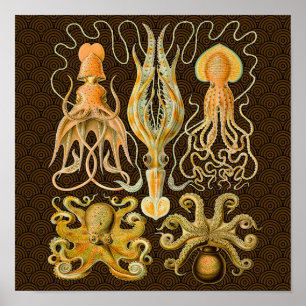 Poster Cephalopota Octopus Natureza Marinha Lula