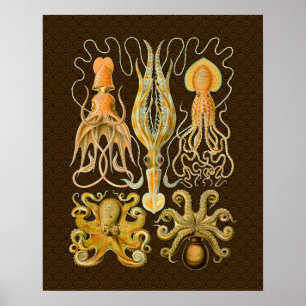Poster Cephalopota Octopus Natureza Marinha Lula