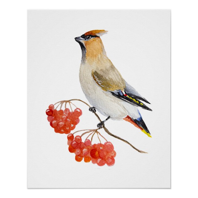 Póster Cera de aves da floresta aquosa (Frente)