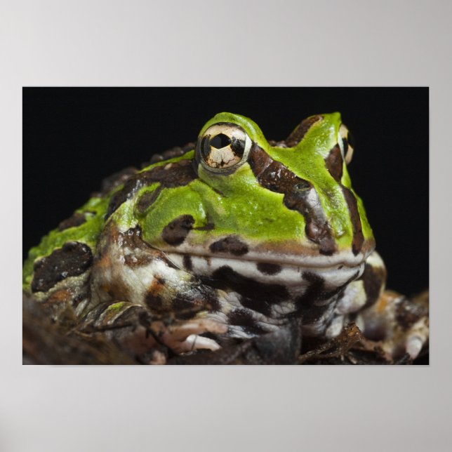 Poster Ceratophrys stolzmanni, Sapo do Pacífico) (Frente)