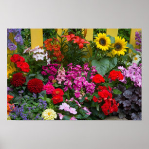 Póster Cerca de estacas amarelas com jardim de flores em
