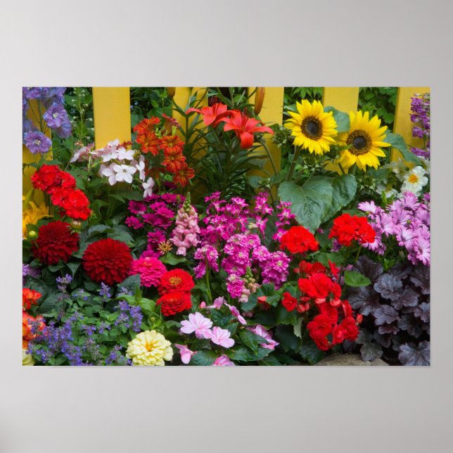 Póster Cerca de estacas amarelas com jardim de flores em (Frente)