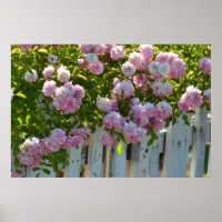 Cerca de piche branca com Rosas