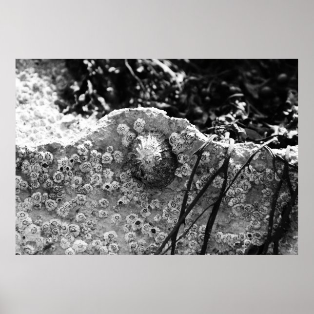 Poster Cercado (Frente)