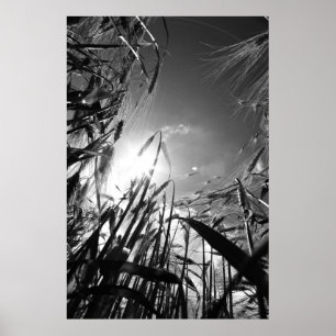 Póster Cereal preto Weis