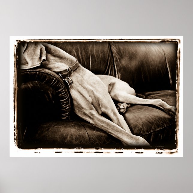 Póster Cerebelo atômico: Tomando conta do sofá (Frente)