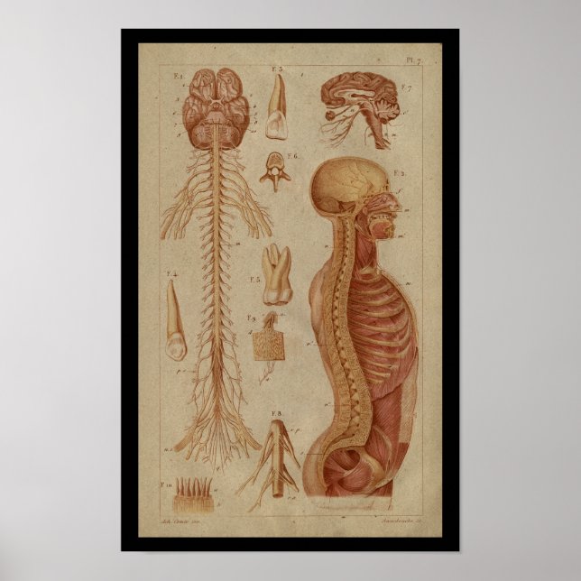Póster Cérebro Medula Espinal Nervos Vintage Anatomia Imp (Frente)