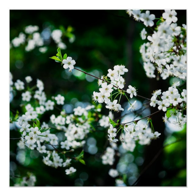 Póster Cereja branca floresce folhas verdes (Frente)