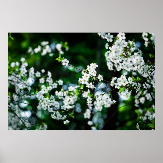 Poster Cereja branca floresce folhas verdes (Frente)