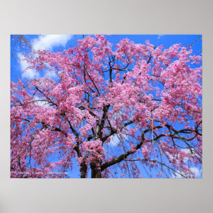 Poster Cereja chorando: Yaebenishidare [Poster]