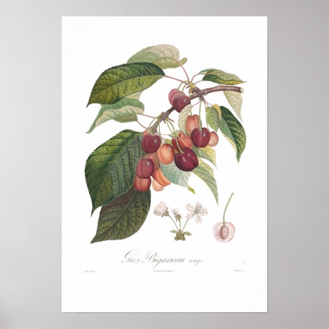 Poster Cereja, Grande Forma Cardíaca (Frente)