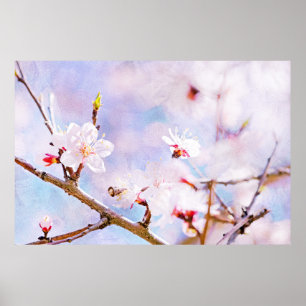 Póster Cereja Japonesa - Sakura em Bloom