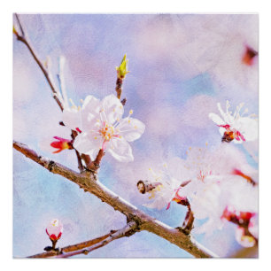 Póster Cereja japonesa - Sakura na flor