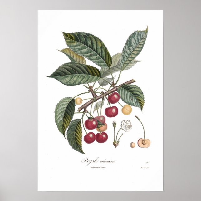 Poster Cereja, Royale (Frente)