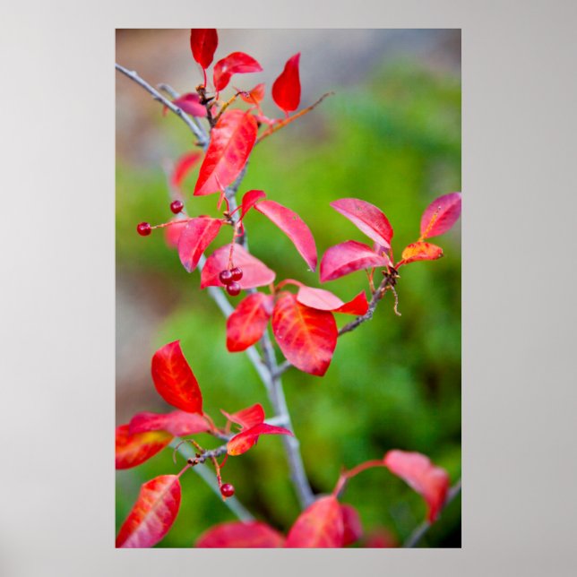 Póster Cereja Virgínia (Prunus Virginiana) no Outono (Frente)