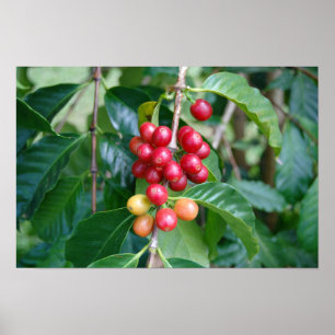 Poster Cerejas de café Kona maduras, Havaí