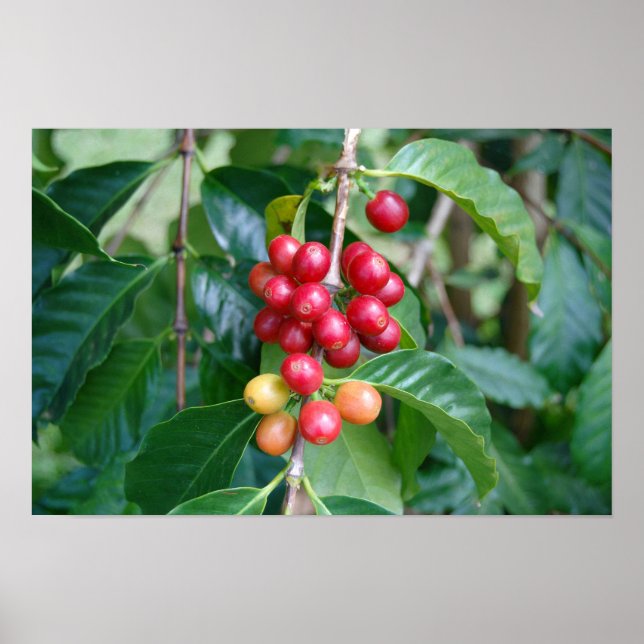 Poster Cerejas de café Kona maduras, Havaí (Frente)