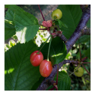 Póster Cerejas torradas