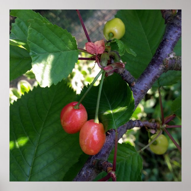 Póster Cerejas torradas (Frente)