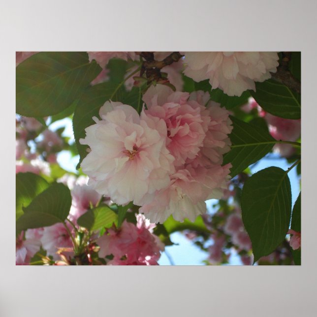 Póster Cerejeira de Flores Duplas I Floral de Primavera (Frente)