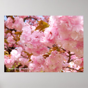Poster Cerejeira Dupla em Flor