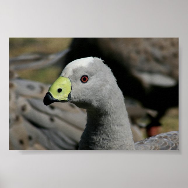 Póster Cereopsis novaehollandiae ou Cape Barren Goose (Frente)