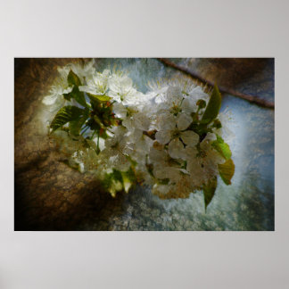 Poster Cerry Blossom Wonder