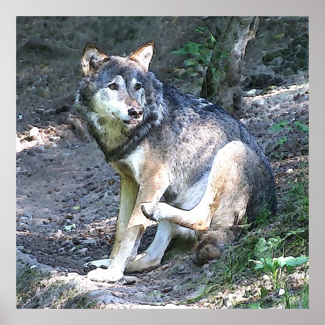 Poster Cert Wolf (Frente)