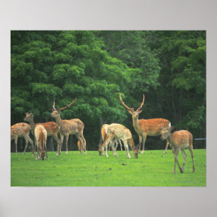 Póster Cerveja Sika em pé na clareira
