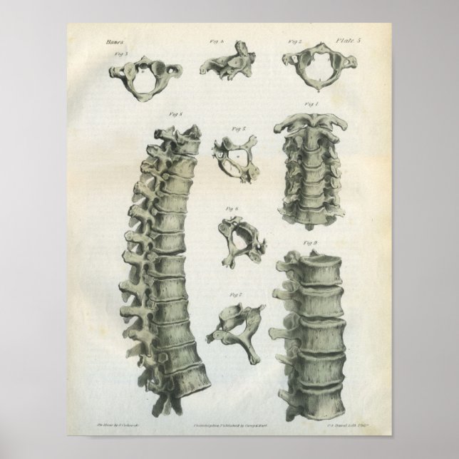 Póster Cervical and Thoracic Spine Chiropracic (Frente)