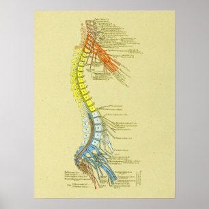 Poster Cervical Lumbar Nervos Spine Anatomia Médica