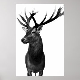 Póster Cervo