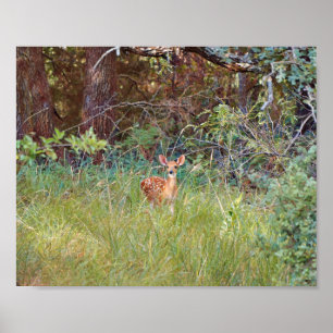 Poster Cervo Corça Bebê na Natureza no Texas