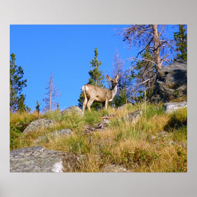Poster Cervo das Montanhas Rochosas (Frente)