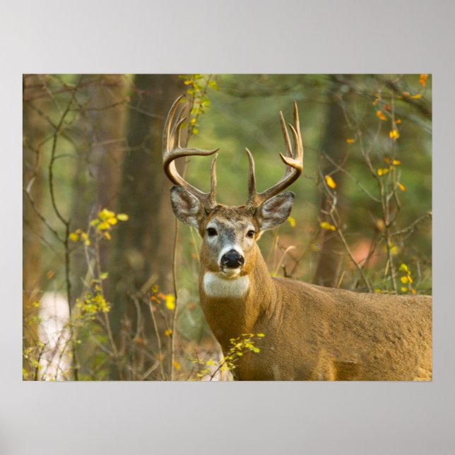 Poster Cervo de Cauda Branca Macho | Whitefish, Montana (Frente)