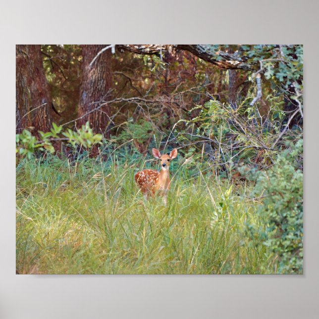 Poster Cervo Fawn Bebê na Natureza no Texas (Frente)